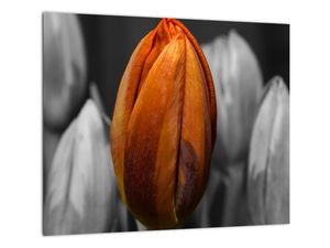 Oranžový tulipán medzi čiernobielymi - obraz