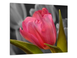 Obraz červeného tulipánu na čiernobielom pozadí